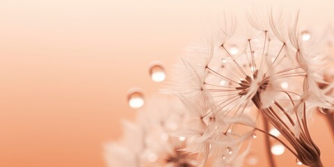 A close up of a dandelion with water droplets, peach fuzz, trendy color of the year 2024.