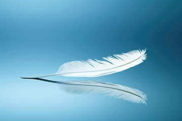 Fragile background purity light white swan plumage fluffy wing smooth quill bird feather soft