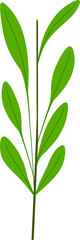 Illustration Design Image Leaf  Tropical 