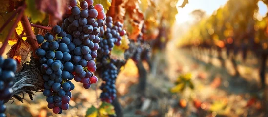 Fotobehang Text space among vineyard grapes. © AkuAku