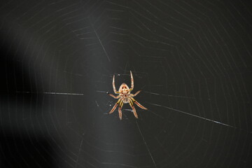 spider I