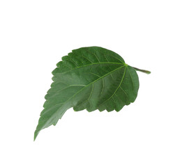 One green hibiscus leaf isolated on white