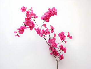 Bougainvillea flower in studio background, single bougainvillea flower, Beautiful flower, ai generated image