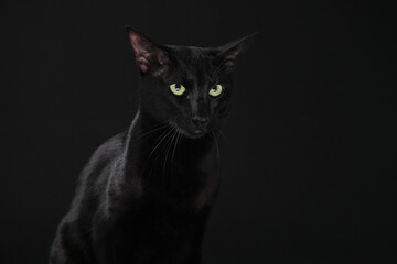 Adorable cat with green eyes on black background. Lovely pet