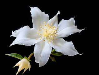 Brahma flower in studio background, single brahma flower, Beautiful flower, ai generated image