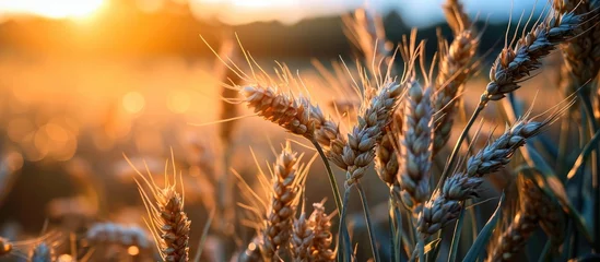 Fotobehang Morning wheat stalks © AkuAku