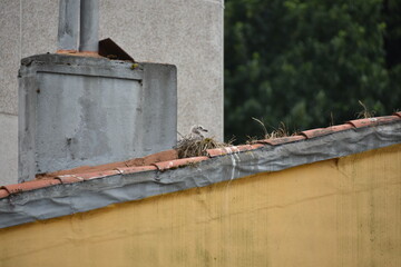 Seagull chicks on the roof
