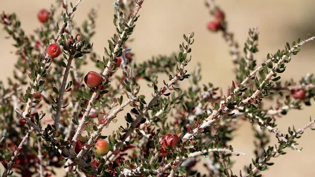 Halls Purple Bush, Tetracoccus Hallii, a native perennial dioecious shrub displaying immature spheric trichomatic capsule fruit during late Autumn in the Eagle Mountains, Northwest Sonoran Desert.
