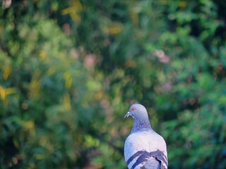 Pigeon waiting