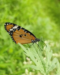 Monarch butterfly on a flower