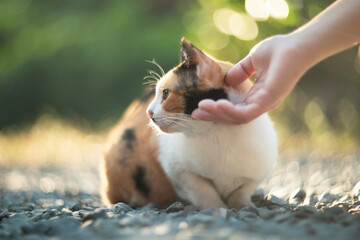 Cute cat playing with human hand in the park