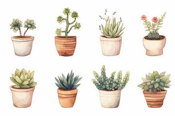 Foto op Plexiglas Cactus in pot Watercolor from a cute succulent pot plants on white background.