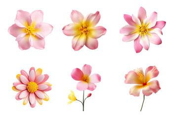 Pink Flowers Spring PNG Collection