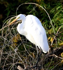 Great Egret in a Tree