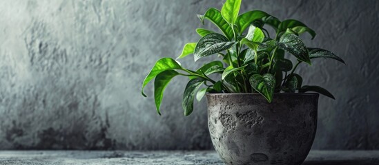 Isolated money plant in a pot on a gray background.