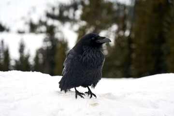 Rabe im Schnee