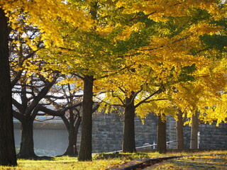 秋の風景　紅葉したイチョウ並木