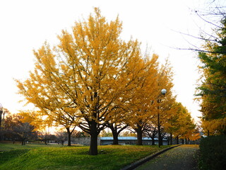 秋の風景　紅葉したイチョウ並木