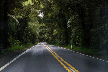 Obraz premium road in the woods