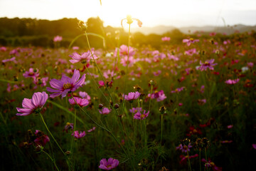 Cosmos field with blurred mountain background