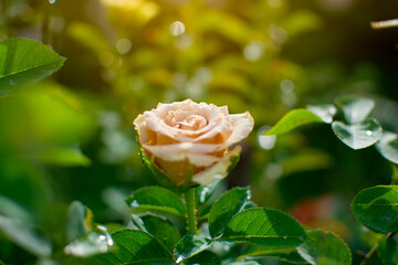 Blooming Toffee rose, orange blend rose
