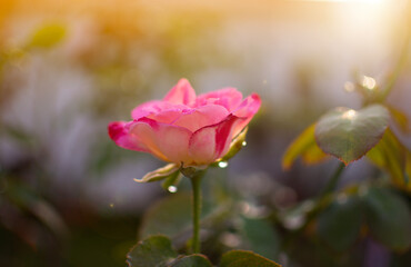 One pink-white rose blooming in the garden