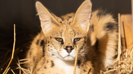 サーバルキャット