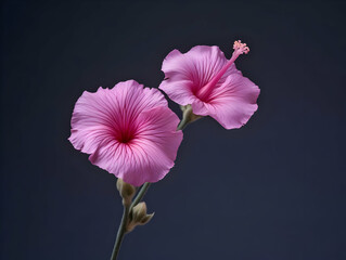 Burr mallow flower in studio background, single burr mallow flower, Beautiful flower, ai generated image