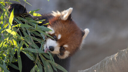 レッサーパンダ
