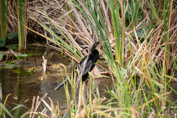 Anhinga