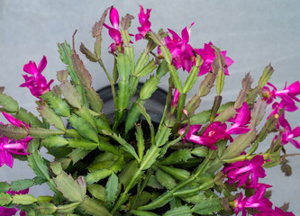 High angle view of Thanksgiving Cactus with flowers blooming. Holiday cacti such as the Christmas cactus, Thanksgiving cactus are all hybrids of Brazilian forest cacti.