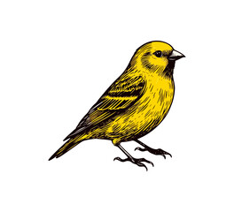 Yellow Canary hand drawn graphic asset vector