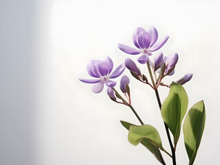 Naklejka premium Calotropis gigantea flower in studio background, single Calotropis gigantea flower, Beautiful flower, ai generated image