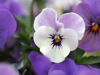 春の花　パンジー　紫色の花