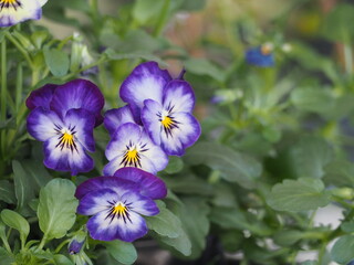 春の花　パンジー　紫色の花