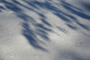 雪に映る影