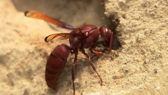 Wasp collecting mud to make its nest. India