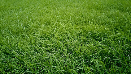 green grass background