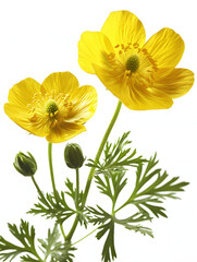 yellow buttercup flowers isolated on white