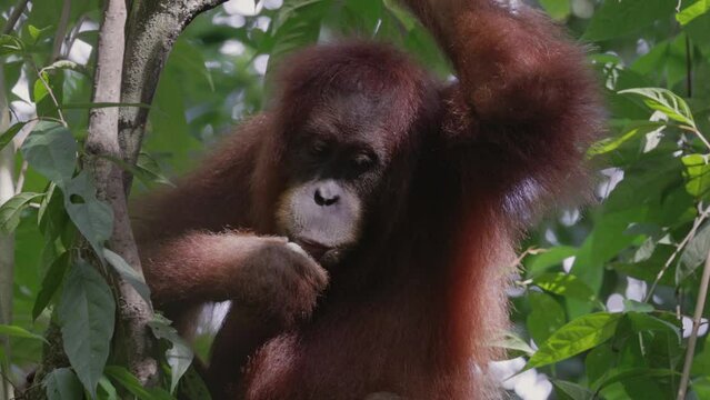 a close up of a female orangutan eating a white fruit in the rainforest of gunung leuser national park on sumatra, indonesia