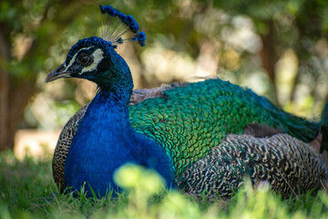 peacock in the park