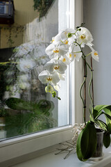 White phalaenopsis orchid with flowers and buds on the window