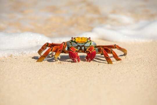 A Sally Lightfoot Crab (Grapsus grapsus) on the shore, Galapagos.