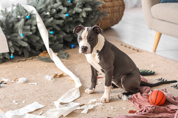 Naughty Staffordshire Terrier with mess at home on Christmas eve