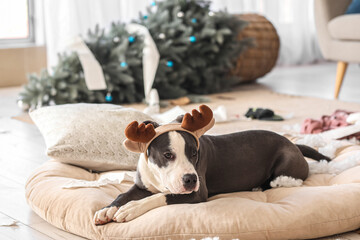 Naughty Staffordshire Terrier with reindeer horns lying in messy living room on Christmas eve