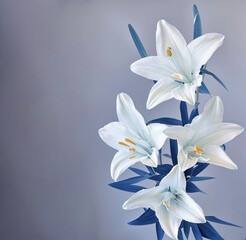 white flower Madonna lily in the style of white and light azure, close-up, minimalism. Generative AI