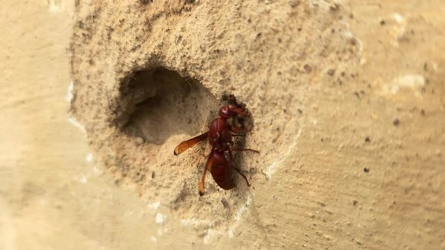 Wasp collecting mud to make its nest. India