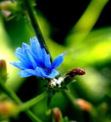 blue chicory flower with morning dew drops