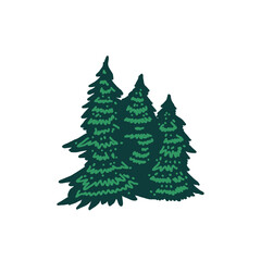 Cartoon of Pine Evergreen Fir Hemlock Spruce Conifer Cedar Coniferous Cypress Larch Trees Forest