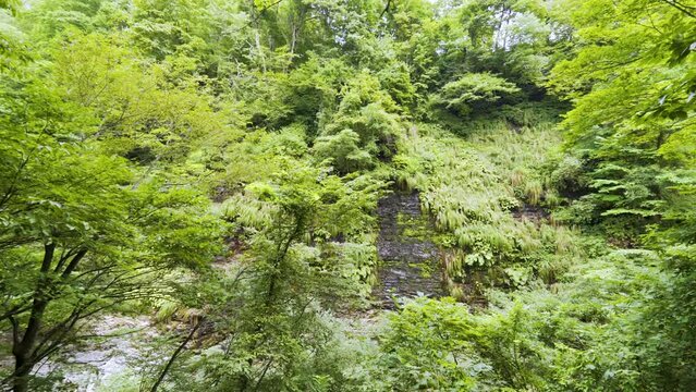 Cinematic gimbal shot of forest trail leading to steam vents at Oyasukyo Gorge in Akita prefecture in Japan
